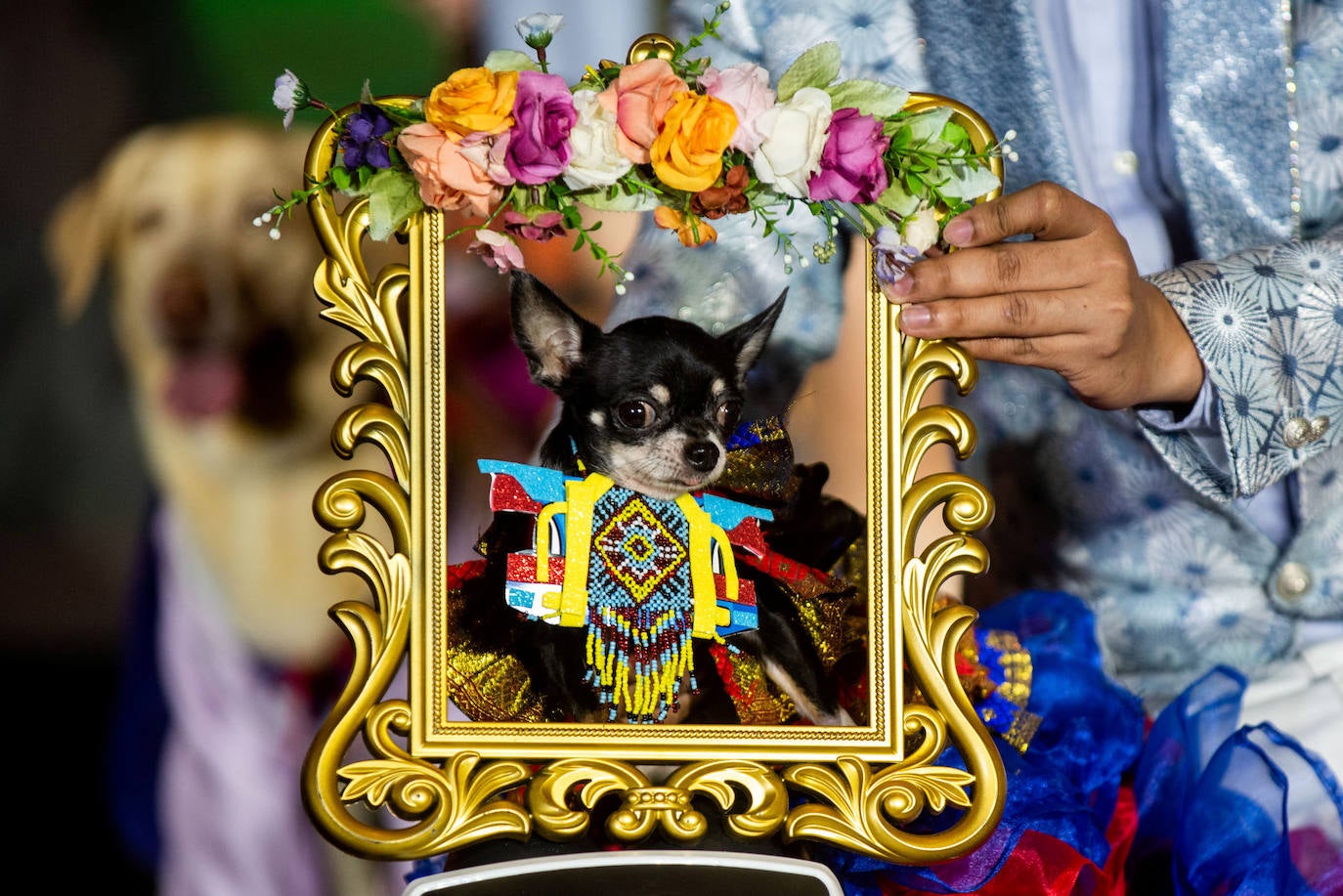 Fotos: Halloween para mascotas