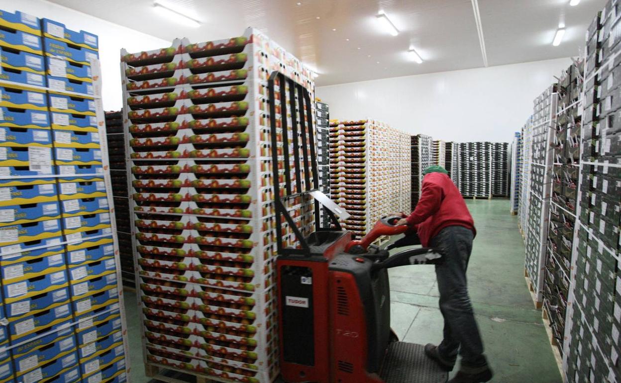 Un operario prepara la fruta para exportar. 