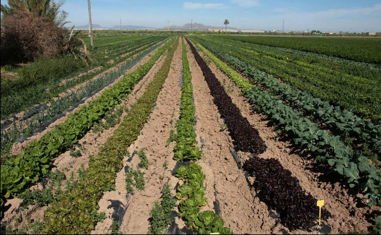 Cultivo ecológico de brócoli y lechuga en una finca de la Región de Murcia. 