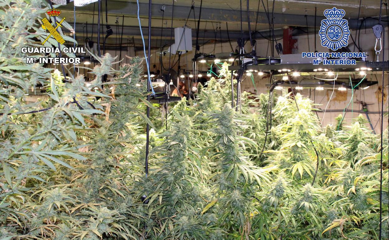 Plantas de marihuana en el invernadero desmantelado en Cartagena.