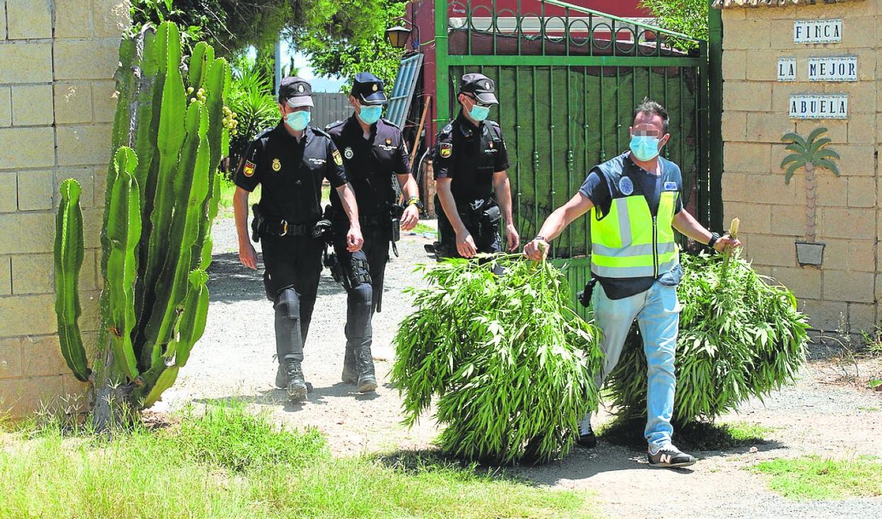 La incautación de plantas de 'maría' se duplica en un año en la Región de Murcia