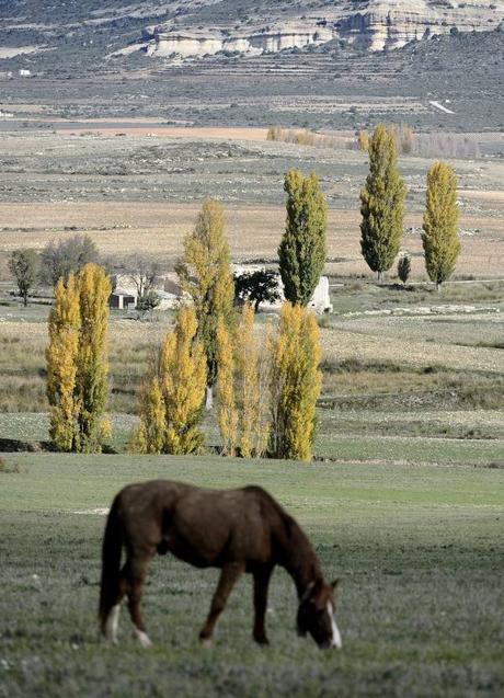 Imagen - Équido pastando en un entorno abierto. 