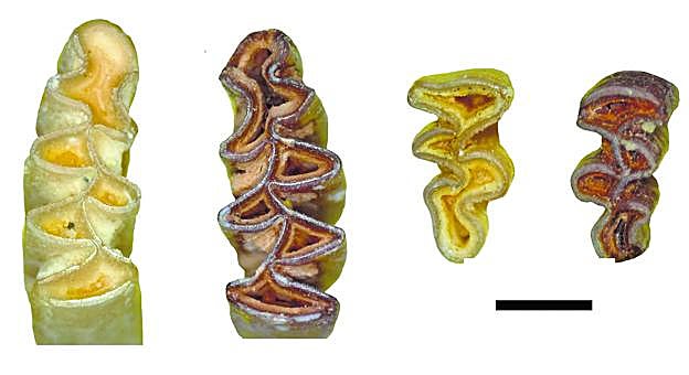Detalle de los molares de la nueva especie 'Manchenomys orcensis'. 
