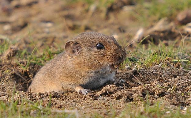 Topillo de aspecto similar. 