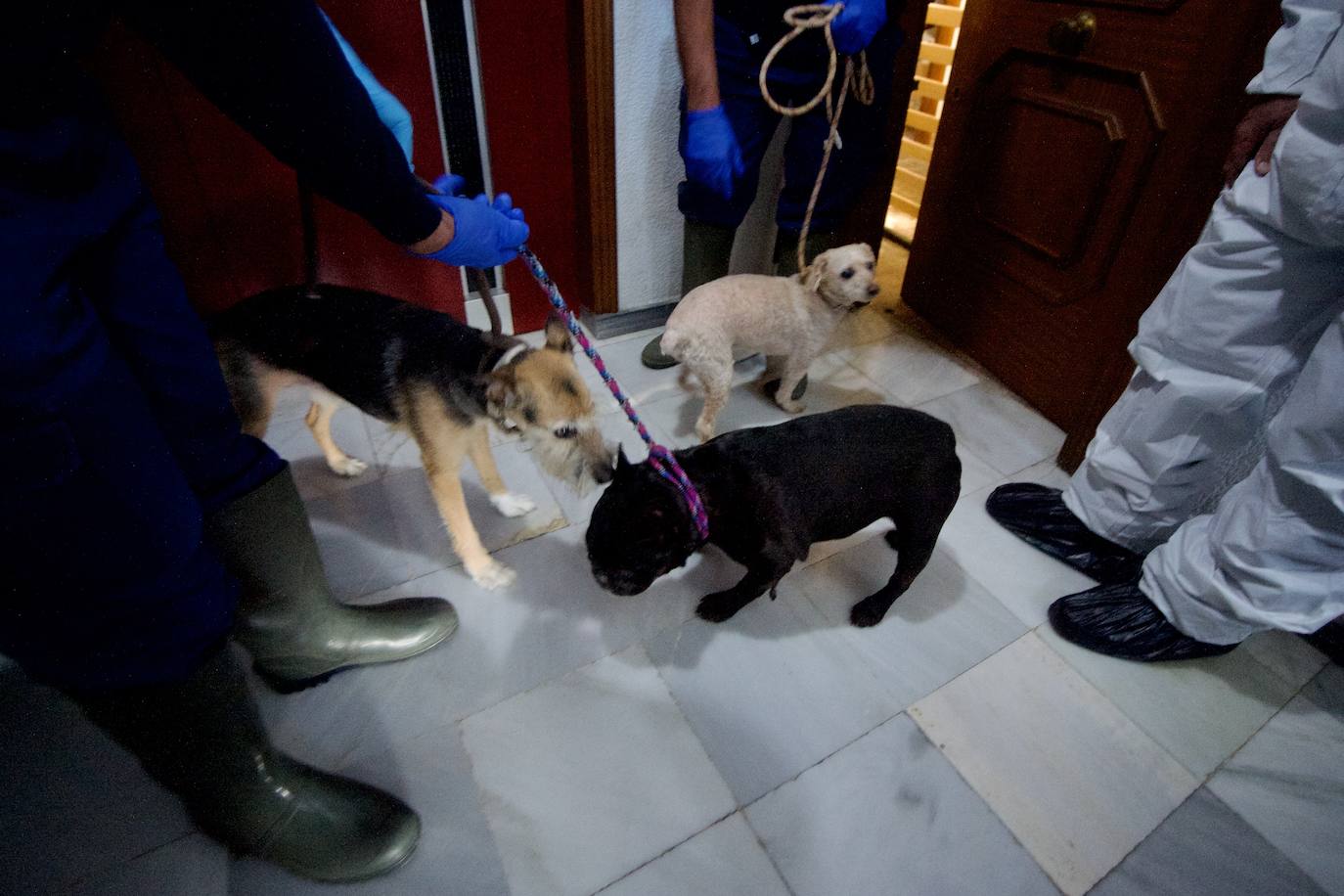 Fotos: Desinfectan un piso en Beniaján donde se acumulaban heces y basuras