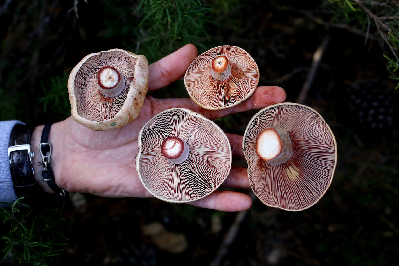 Fotos: Un tesoro culinario en la montaña de Moratalla