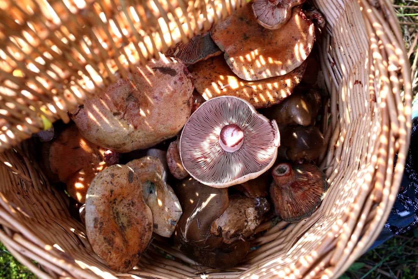 Fotos: Un tesoro culinario en la montaña de Moratalla