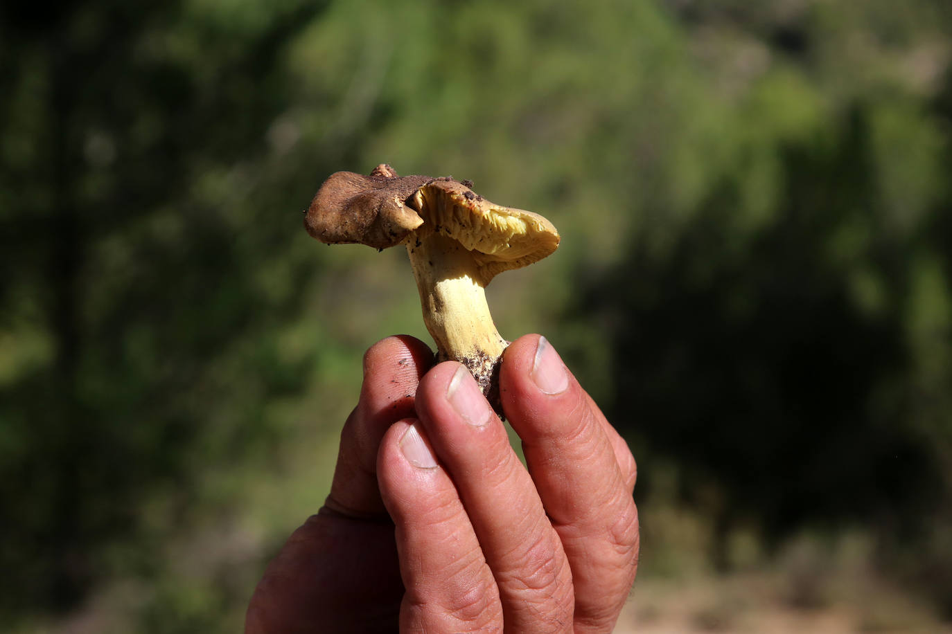 Fotos: Un tesoro culinario en la montaña de Moratalla