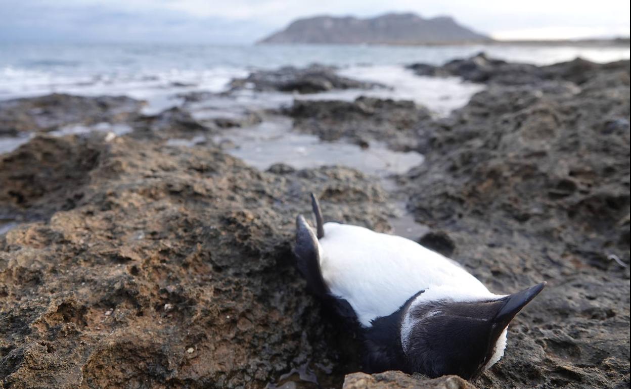 Ejemplar muerto de alca común, ayer en la costa de Águilas. Al fondo se recorta la silueta de Cabo Cope.