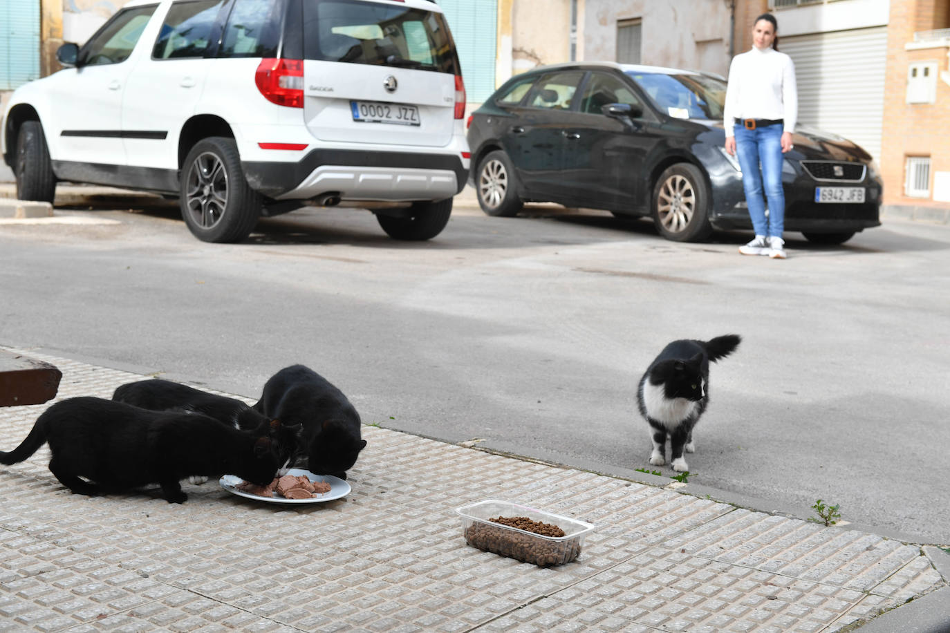 Fotos: El Ayuntamiento de Murcia esterilizará a los 20.000 gatos