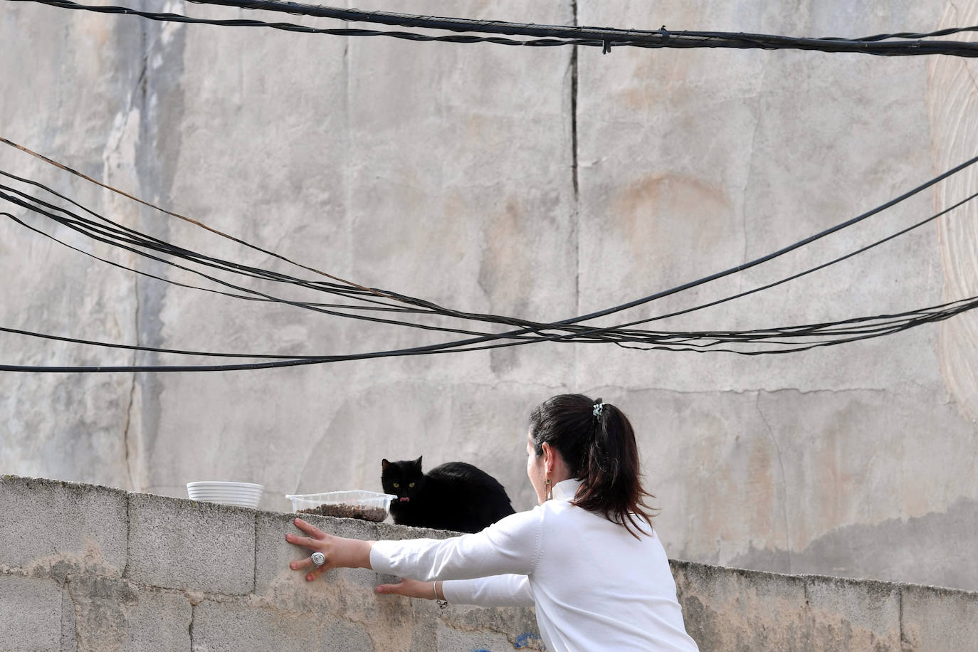 Fotos: El Ayuntamiento de Murcia esterilizará a los 20.000 gatos