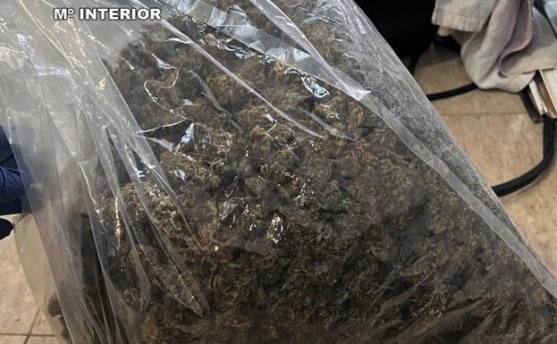 Cogollos de marihuana incautados por la Guardia Civil.