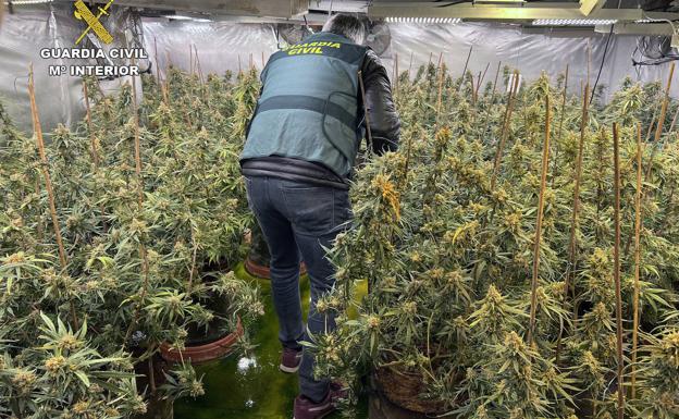 Un agente de la Guardia Civil, junto a varias plantas de marihuana encontradas en chalés de Murcia.