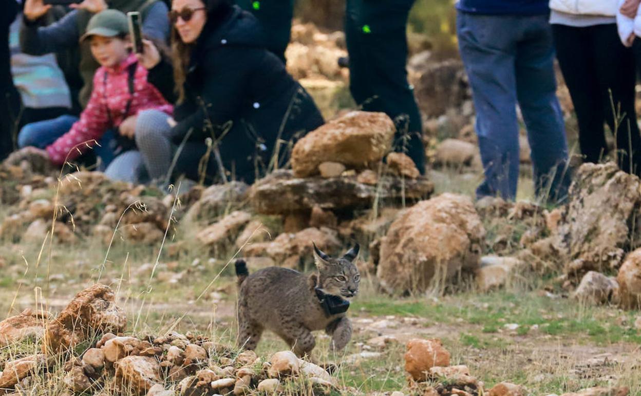 Uno de los cinco linces liberados el pasado día 19 en Sierra Arana (Iznalloz, Granada).