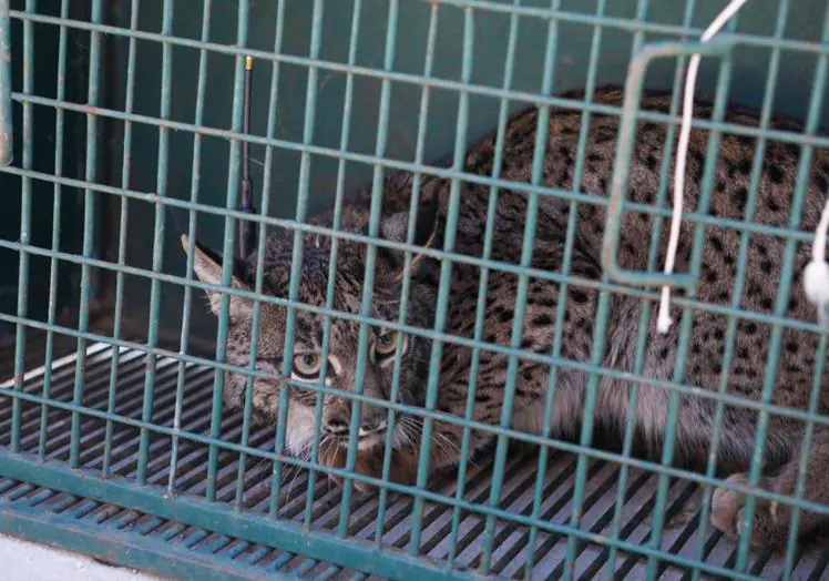 One of the lynxes, before being released.