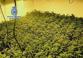 Cultivo de marihuana de los detenidos.