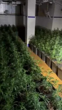 Hallan una plantación de marihuana a través de un incendio en una casa de San Javier