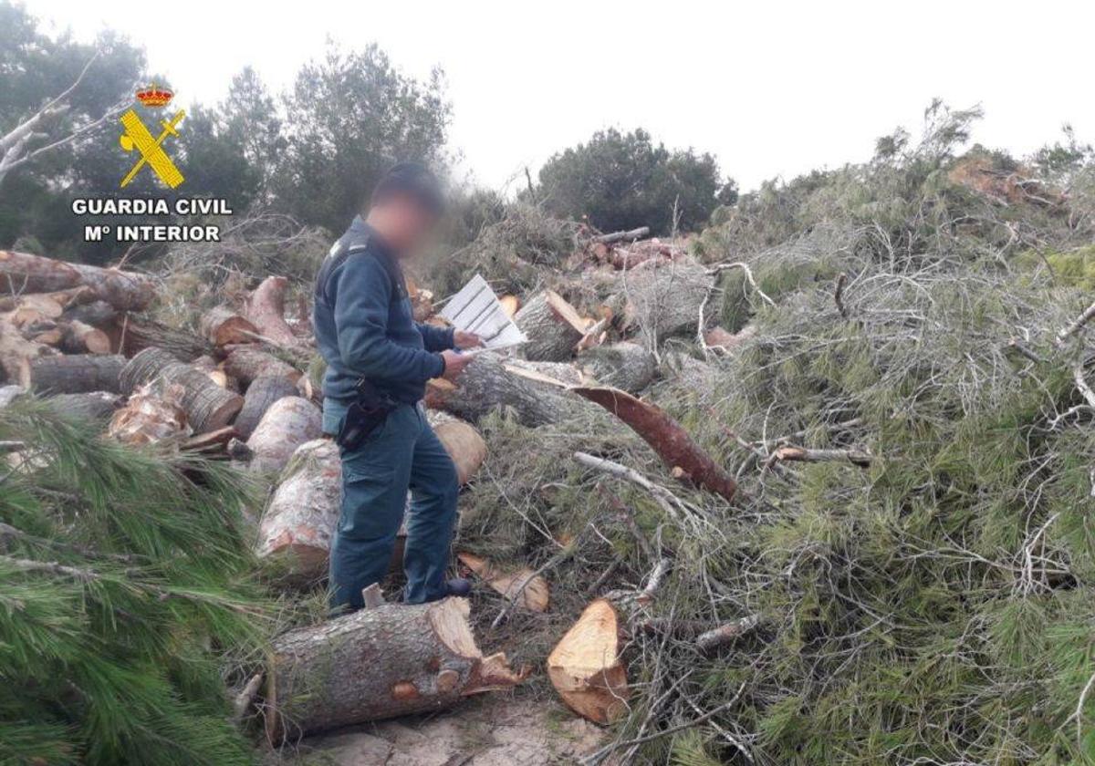 Un agente del Seprona inspecciona el área talada.