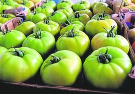 Tomates de una cooperativa murciana listos para su exportación.
