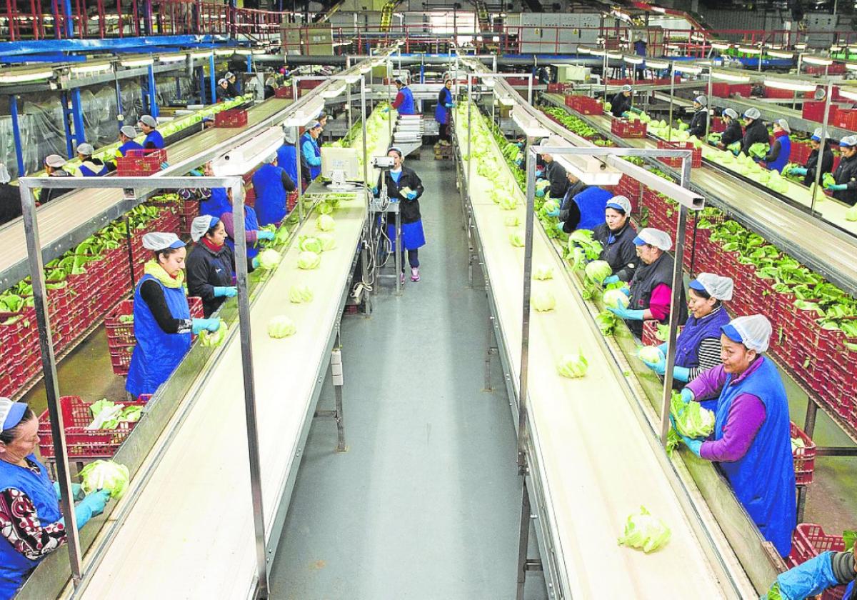 Instalaciones de la cooperativa Gregal durante la temporada de hortalizas.