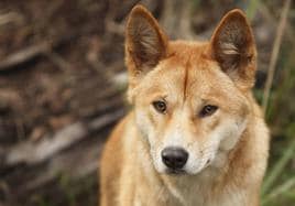 Dingo australiano.