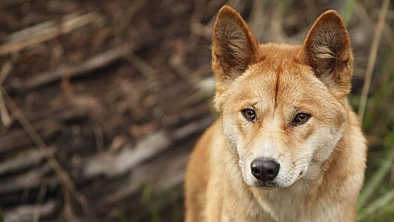 Por qué se extermina a los dingos
