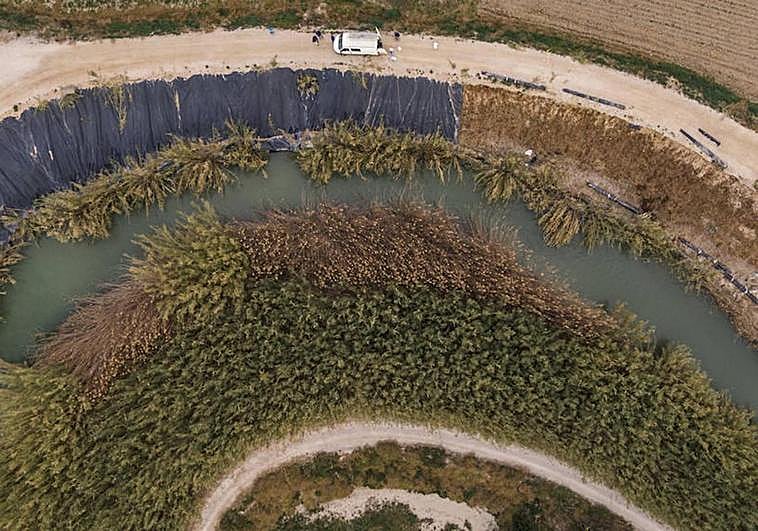 Tramo del río Segura donde se está plantando un bosque de ribera. Arriba, la cubierta de plástico; en la orilla contraria, las cañas invasoras.