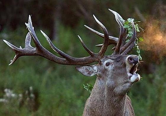 Imagen de archivo de un ciervo.