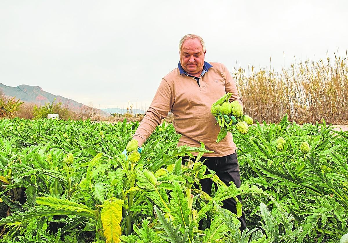José Ángel Muñoz recoge alcachofas en los terrenos de Tres Puentes, la finca que tiene plantada entre Orihuela y Arneva.