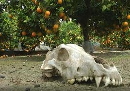 Una calavera de un perro junto a varios naranjos en la 'finca de los horrores'. | Vídeo: Rescate de siete perros.