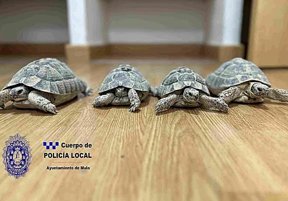 Cuatro tortugas moras.