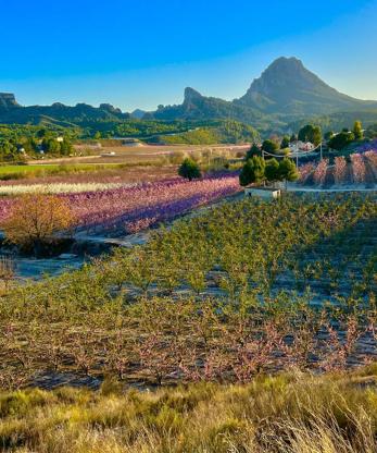 Imagen secundaria 2 - El &#039;padre&#039; de la Floración de Cieza desvela el secreto de sus espectaculares fotos