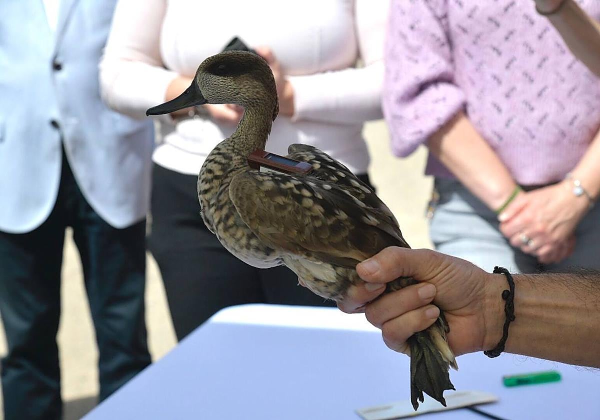 Una de las veinte cercetas pardillas trasladadas desde Valencia a Mazarrón, equipada con un transmisor GPS.