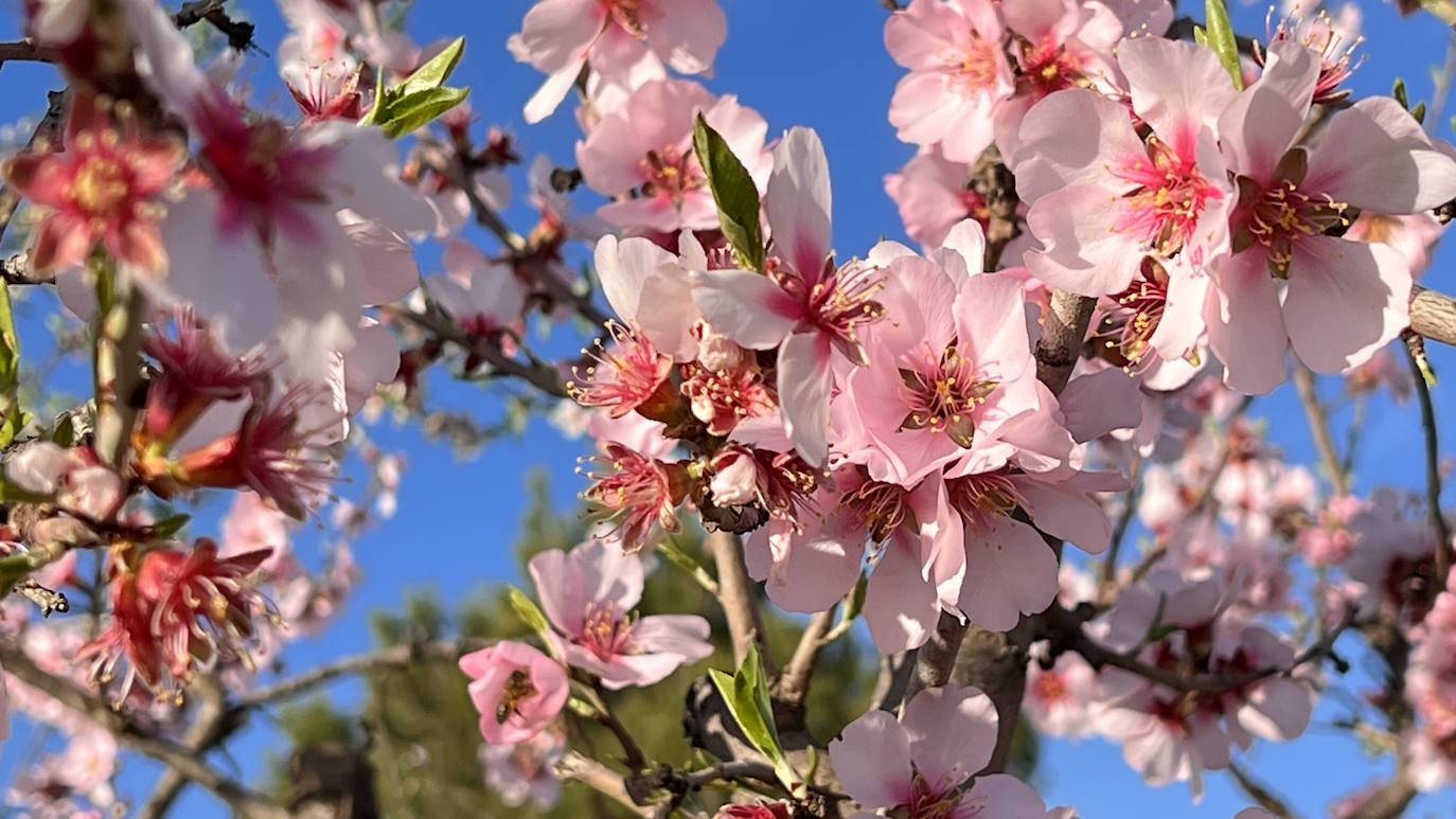 Floración de Cieza, en imágenes