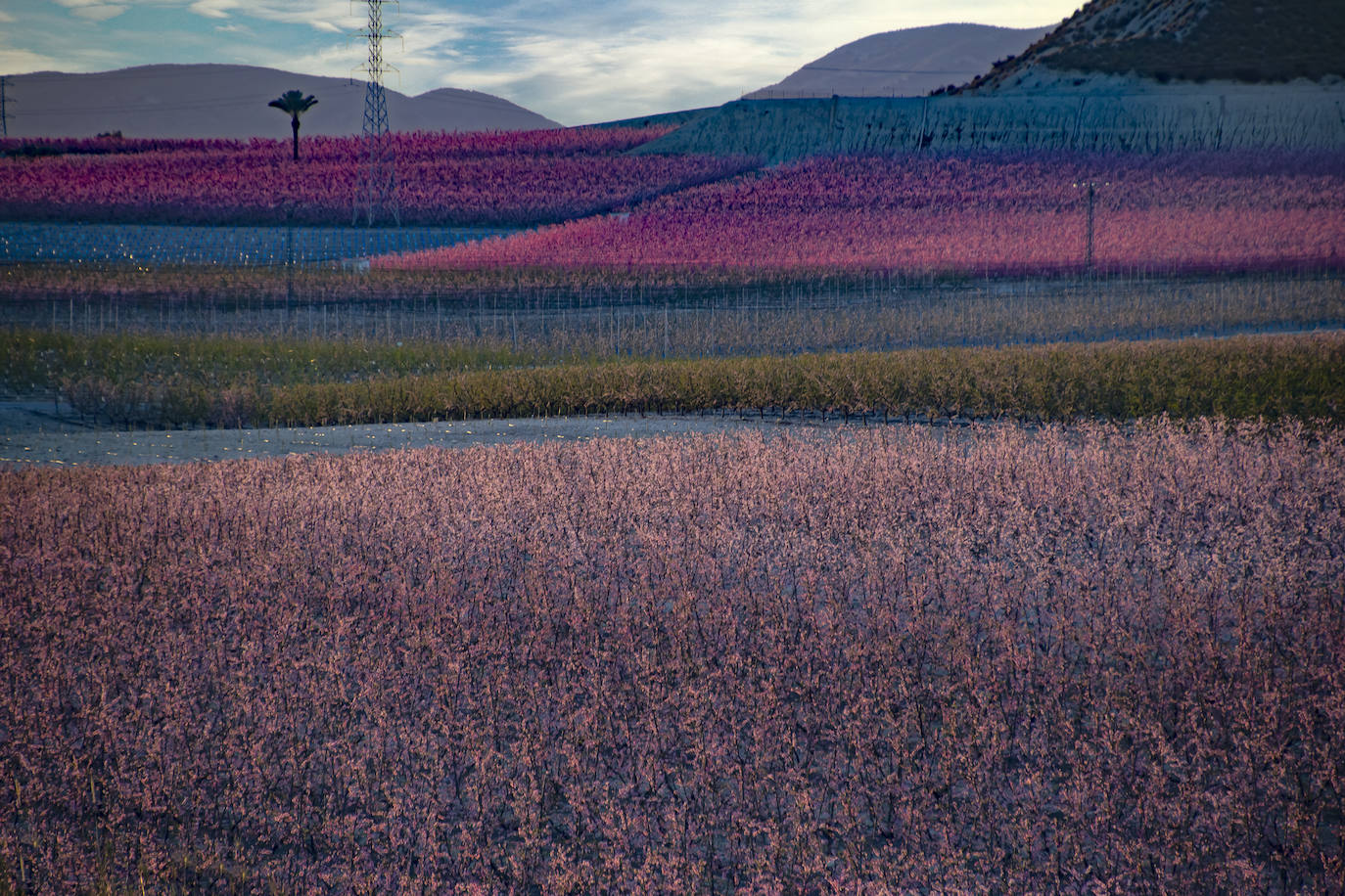 Floración de Cieza, en imágenes