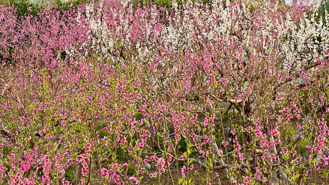 Floración de Cieza, en imágenes