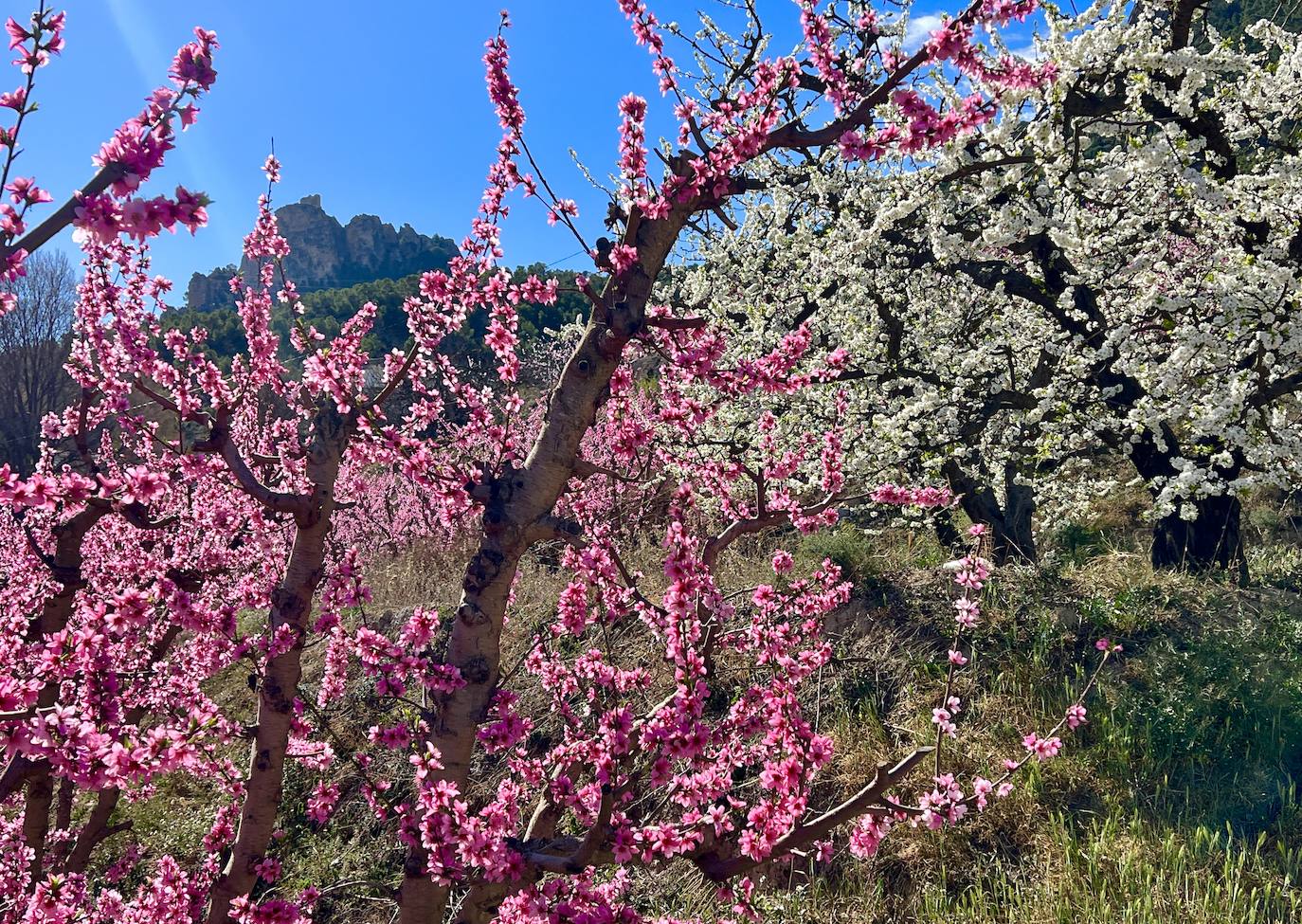 Floración de Cieza, en imágenes