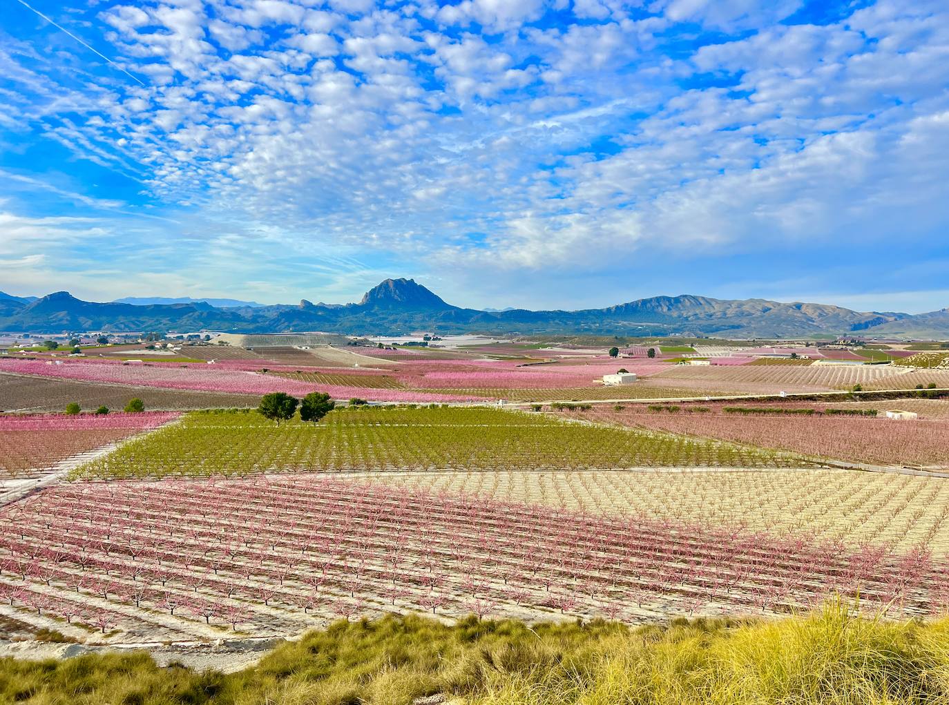 Floración de Cieza, en imágenes