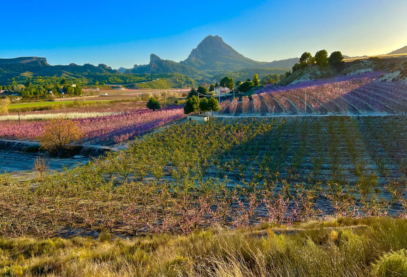 Floración de Cieza, en imágenes