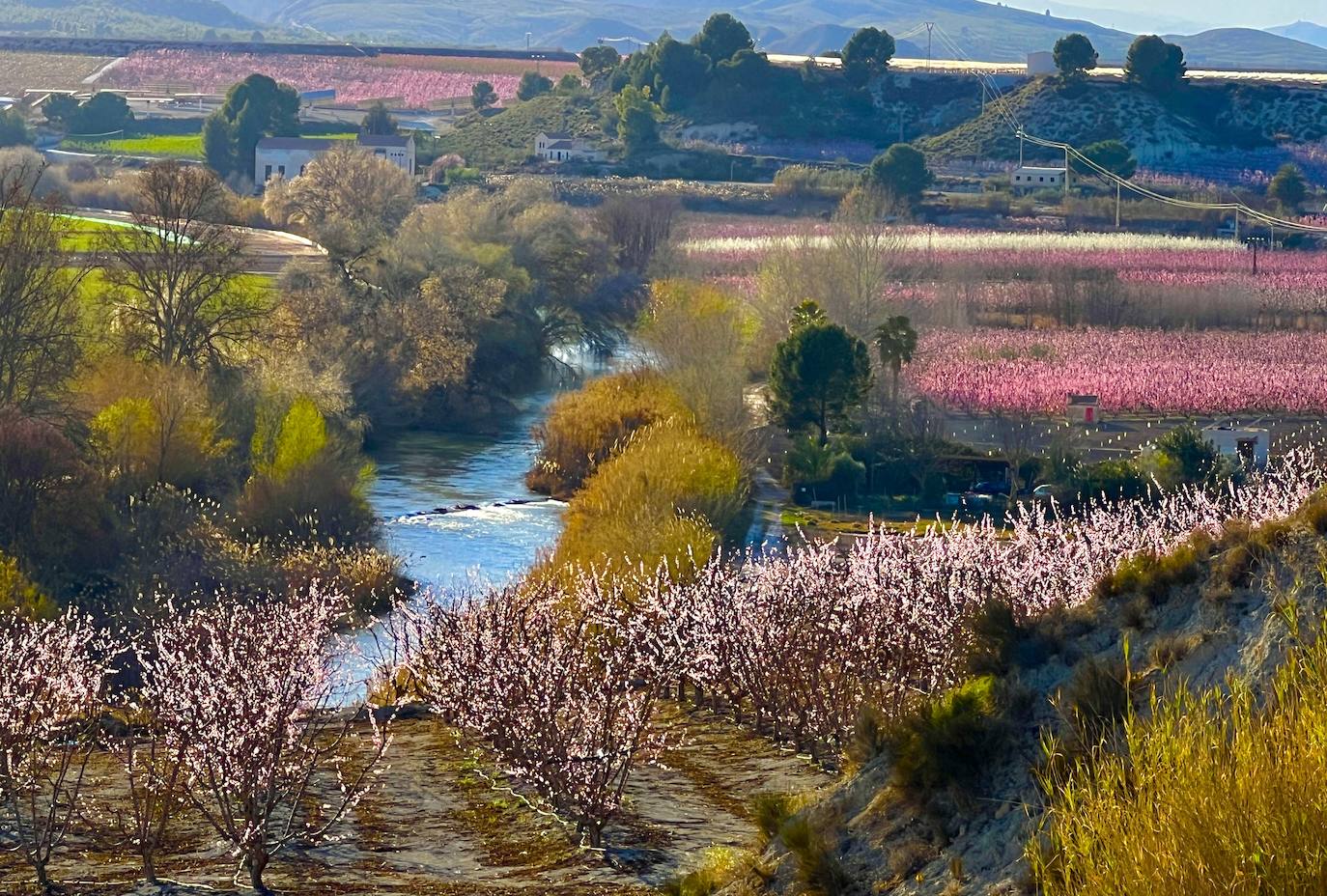 Floración de Cieza, en imágenes