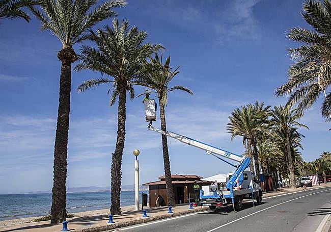 Jardineros del Ayuntamiento podan palmeras, ayer.