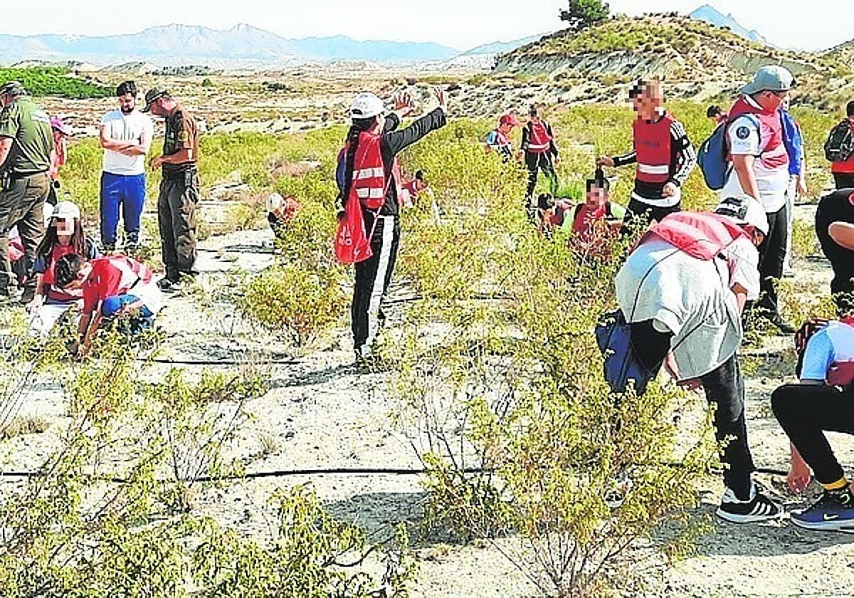 Los escolares de los colegios de Fortuna plantan las nuevas especies.
