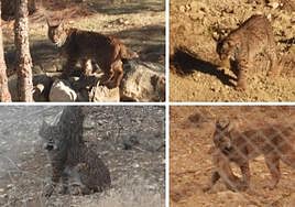 Cuatro escenas de la vida cotidiana de los linces ibéricos en los cercados de aclimatación del pantano de Puentes (Lorca), de izquierda a derecha y de arriba a abajo: en un bebedero, cazando a la espera, descansando y con un conejo recién atrapado.
