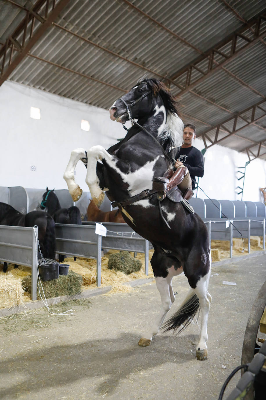 Más de 400 caballos preparados en Lorca para la carrera