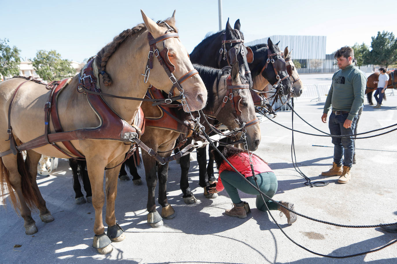 Más de 400 caballos preparados en Lorca para la carrera