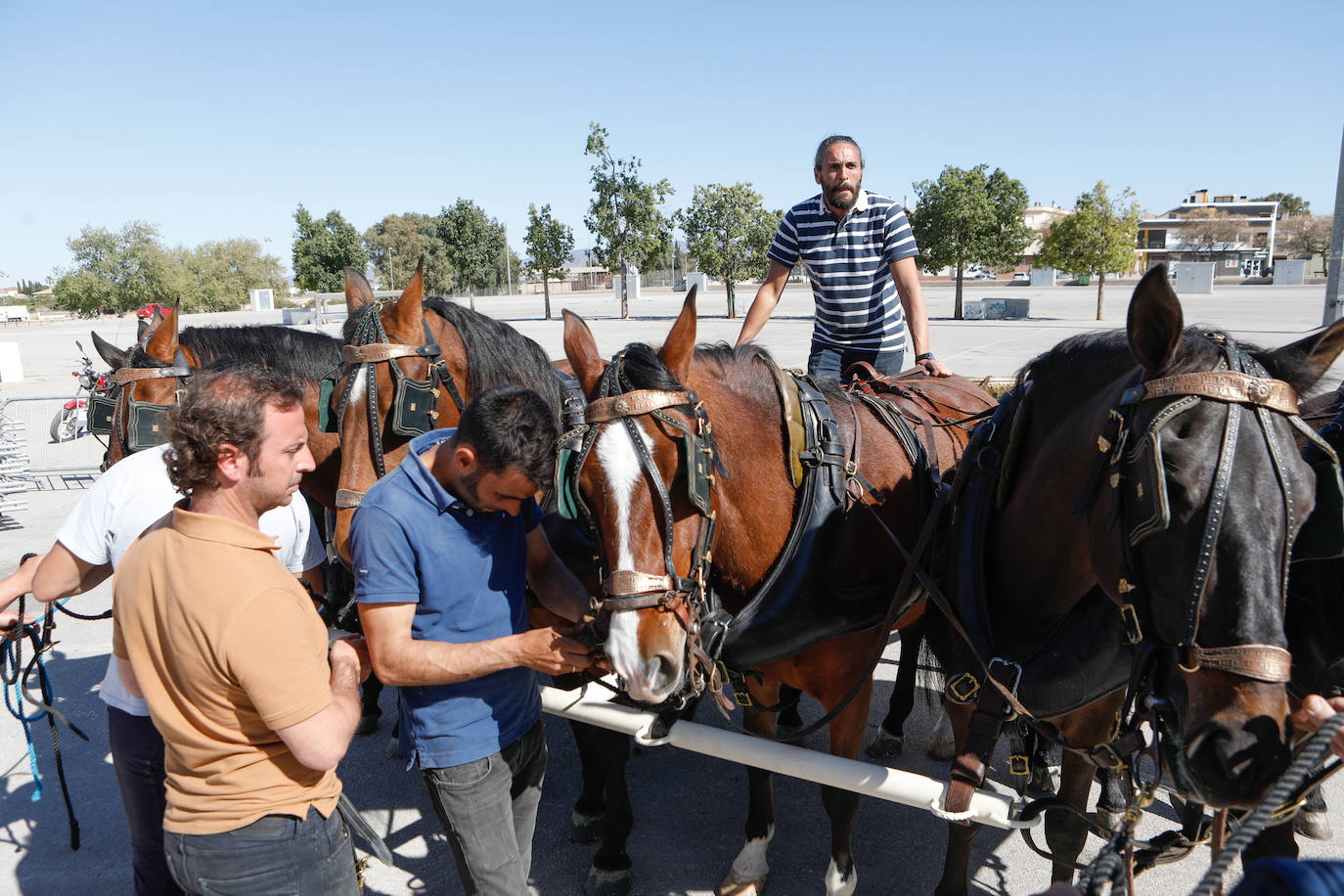 Más de 400 caballos preparados en Lorca para la carrera