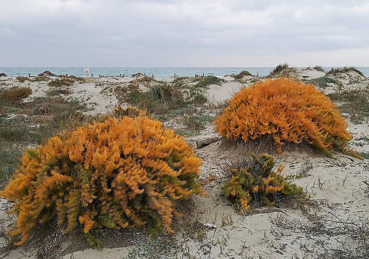 Esparraguera del Mar Menor en un arenal de la zona norte de La Manga.