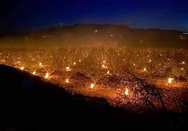 Un plantación de albaricoqueros con las velas de parafina que se han utilizado para mitigar los efectos de las heladas.