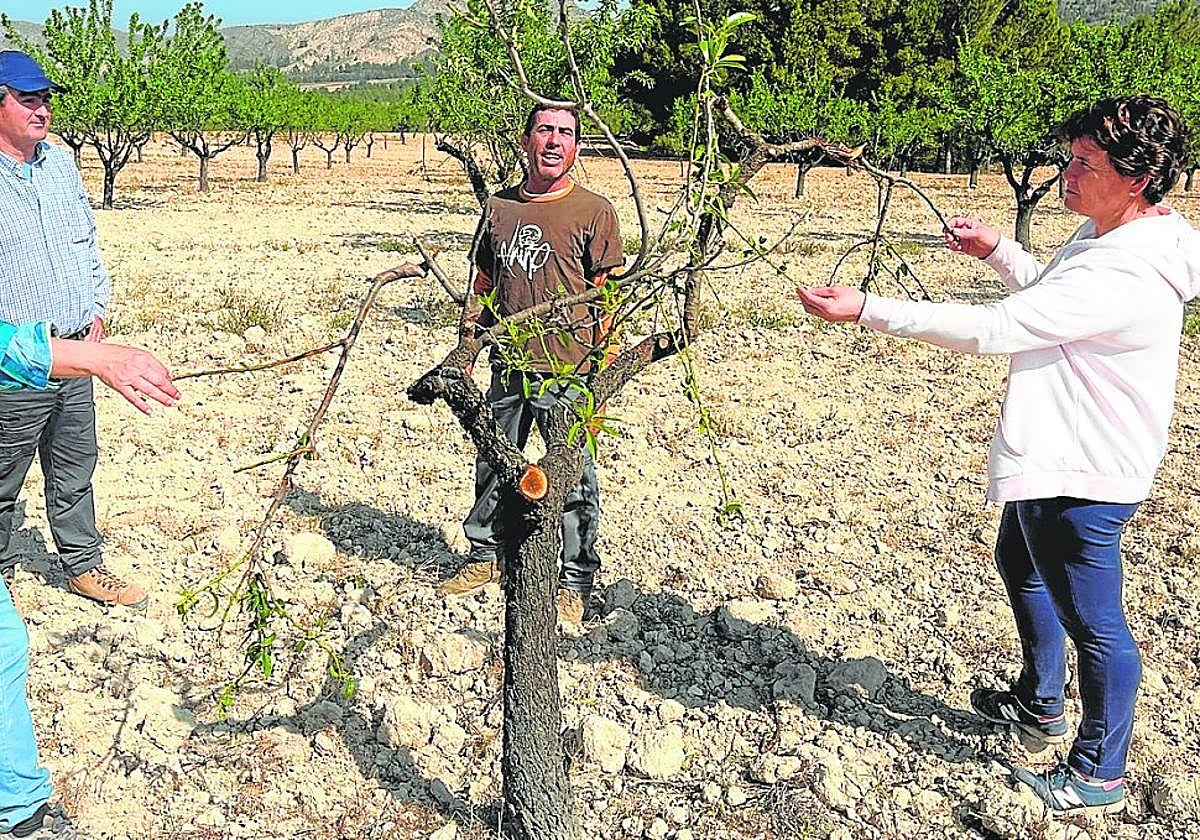Esperanza Ramírez (i), junto a otros productores, muestra los daños en un árbol de una finca en Cieza, ayer.