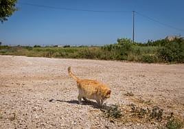 Gato callejero en una zona de huerta.